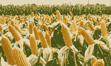 什么玉米种植丰收最好