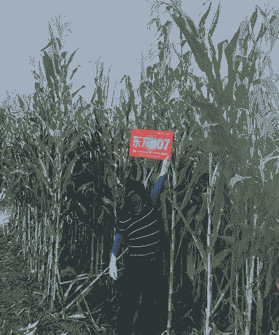 青贮玉米种植亩产多少