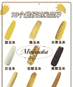 玉米种植哪个品种最好