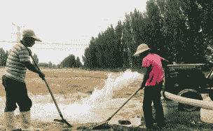 黄河岸玉米种植时间