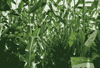 偃师玉米种植品种介绍