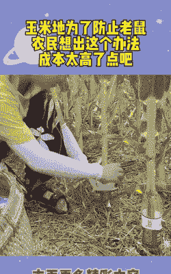 玉米种植如何防老鼠