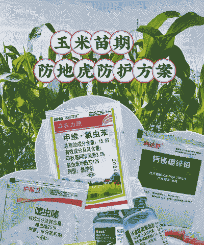 玉米种植技术和防虫