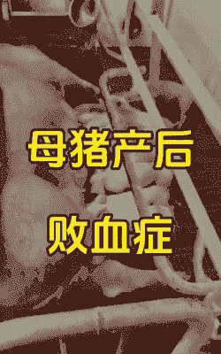 母猪产后流血的原因