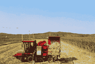 青岛农村玉米种植面积