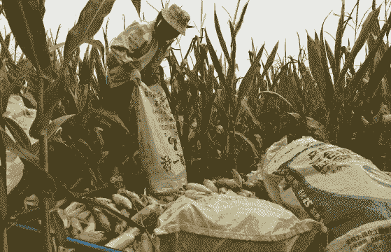 收完玉米种植什么挣钱