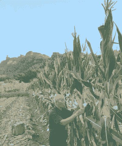 苏北最佳玉米种植时期