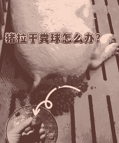 母猪产后腹胀的原因