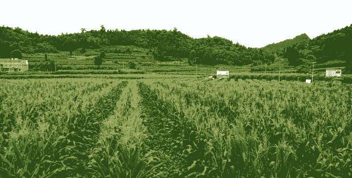 石林县玉米种植面积