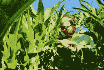 通辽地区玉米种植方法