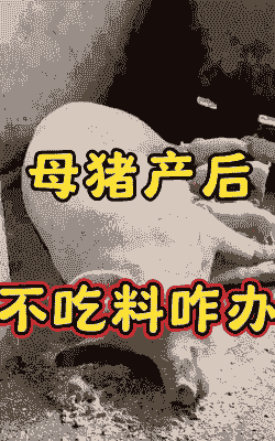 母猪产后不吃没力气