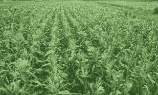 甜玉米种植特征介绍