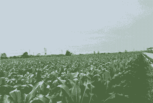 安徽哪里有玉米种植