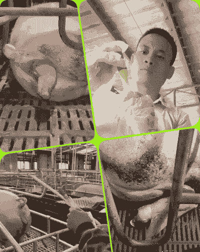 母猪产后怎样下猪仔