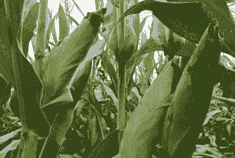 玉米种植的积温带