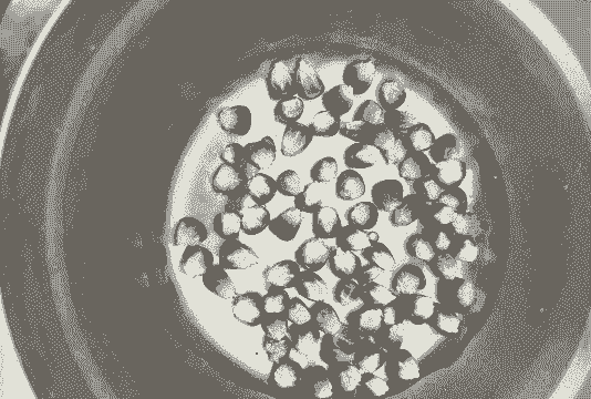 玉米种植前泡多久