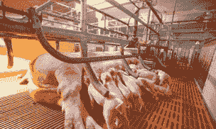 母猪产后多久可打虫