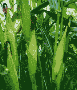 手指玉米种植株行距