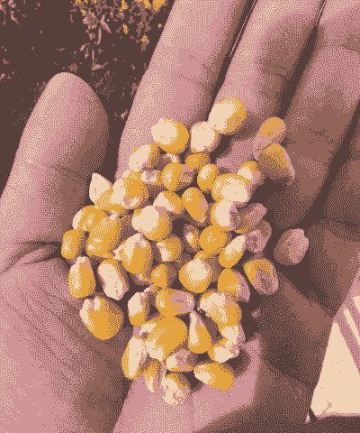 袋装玉米种植条件要求