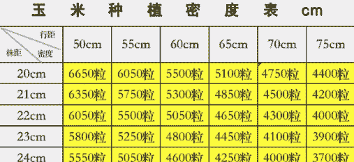 玉米种植行距株距标准