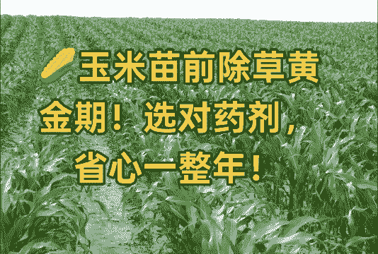 玉米种植苗前除草