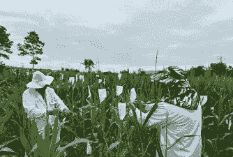 玉米种植海南哪里好