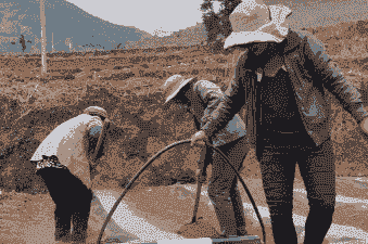 盖地膜玉米种植方法