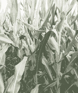 山西知名玉米种植品种