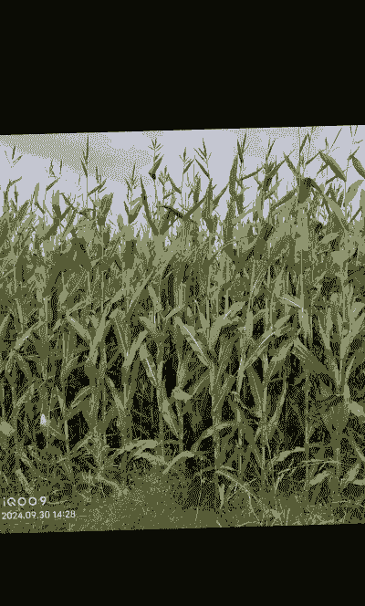 青贮玉米种植成本明细