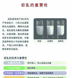 母猪产后初乳多少天