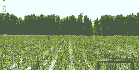 山西孝义玉米种植方向