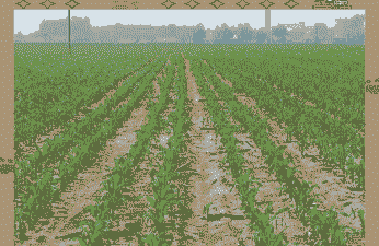 玉米种植要间隔多远