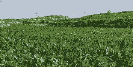 陕北最好的玉米种植