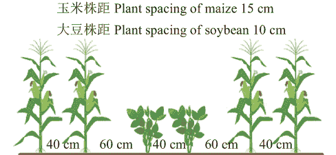 大豆和玉米种植方式