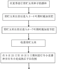 青储玉米种植流程