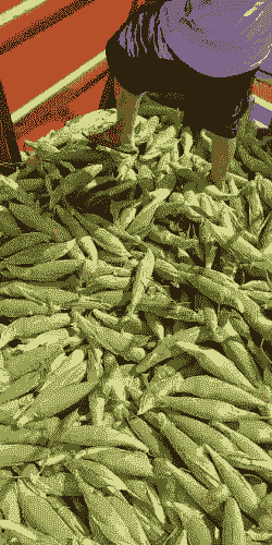 华坪玉米种植面积多大