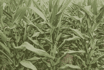 黑玉米种植基地在哪