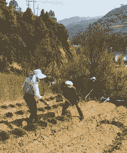 山区种玉米种植技术