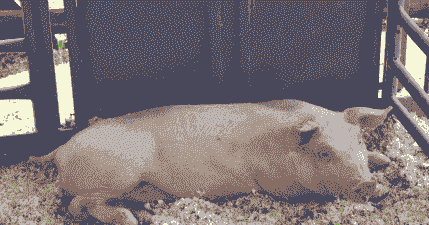 母猪产后瘦弱不吃东西