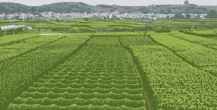 临沧优质玉米种植面积