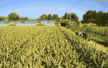 山东地区玉米种植季节