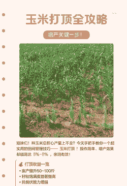 玉米种植要打顶吗