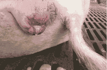 母猪产后外阴肿成大包