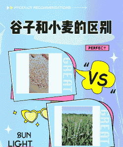 小麦与玉米种植差异