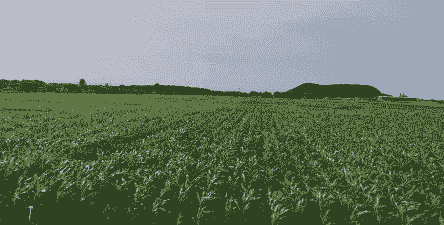 南阳玉米种植哪里多