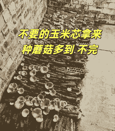 玉米种植菌种哪种好些