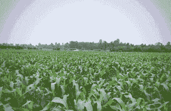 甜糯玉米种植地