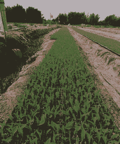 兴旺玉米种植品种介绍