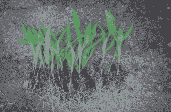 云南的玉米种植技术