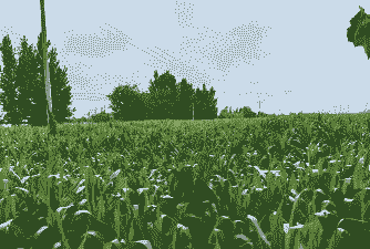 玉米种植多深好